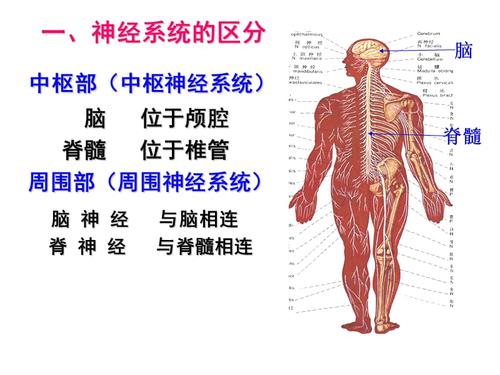 如何学好解剖学:9岁男孩自学解剖