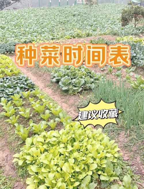 山东立春后种植什么蔬菜:立春后多吃8种蔬菜