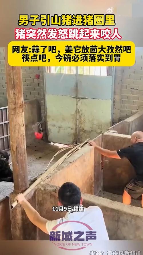 汉洪高速公路上惊现野猪，女子直接开车把猪撞飞，交警：做得对, 你怎么看:高速上下车被撞飞