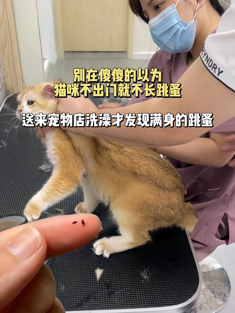 三个多月大的猫猫身上有跳蚤，体内有绦虫，请问驱虫是先体外还是先体内:体内排出2.73米绦虫