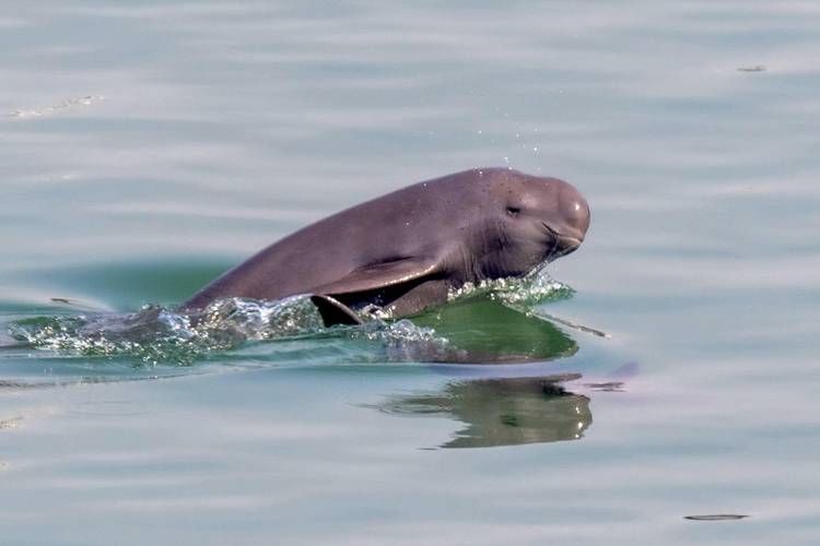 青岛胶州湾发现一只死亡江豚，水族馆称因数量稀少科研价值巨大，面对海洋濒危动物，我们能做些什么:长江发现一死亡江豚