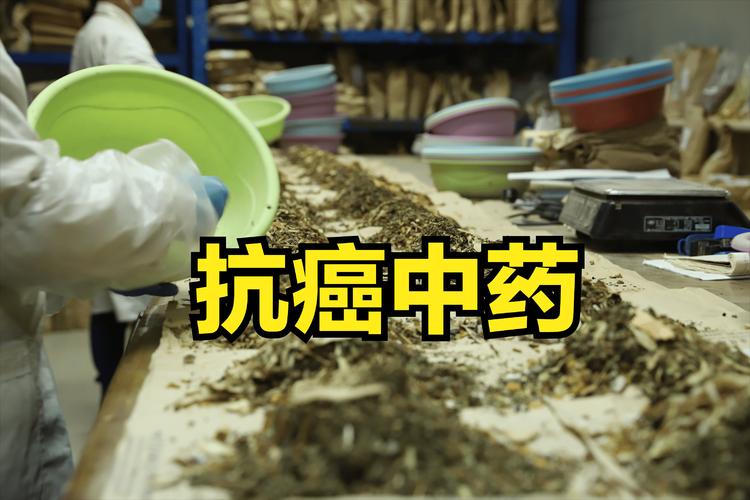 癌症中药可以治好吗:服用纯中药肿瘤消失