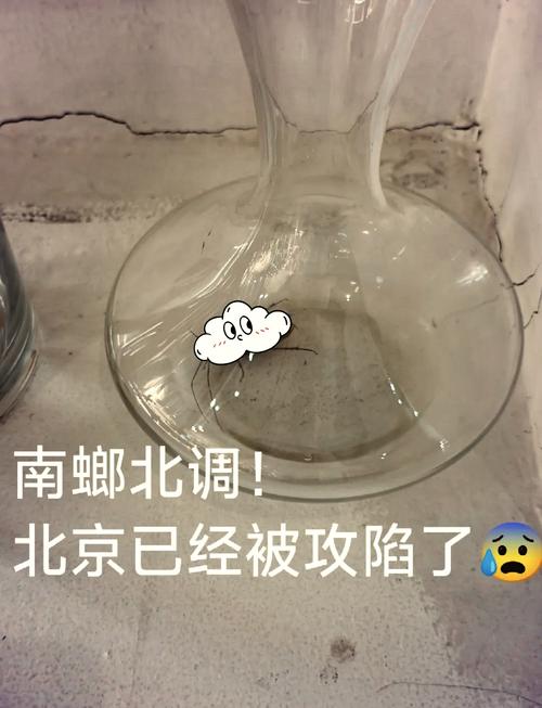新澳门2025年开奖记录和北京现带翅膀大蟑螂与北方带翅膀的蟑螂
