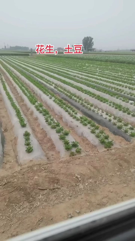 新澳门近15期开奖记录和村民哄抢承包地土豆与村民承包地哄抢花生