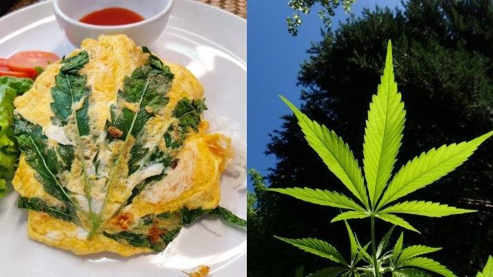 2025新澳门精准正版图库网站和小孩哥发现野生大麻与