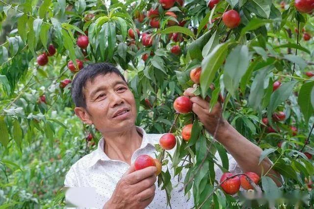 新澳门历史开奖记录查询表和5万余斤桃子遭摘光与桃子采摘多少钱一斤