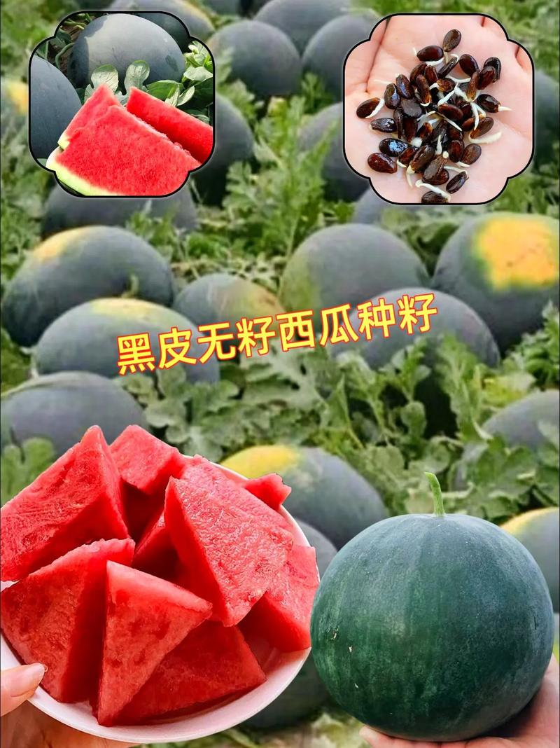 2025新澳门黄大仙和黑皮西瓜一只3.4万与黑皮西瓜一只3.4万斤