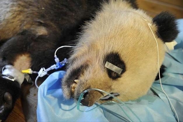 澳门研究生资料2025和大熊猫爽爽标本回国与大熊猫回国视频