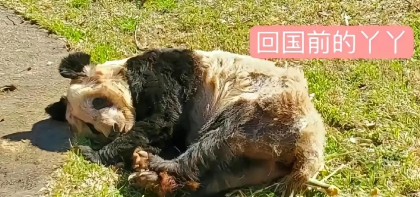 新澳2025今晚开奖结果和大熊猫爽爽标本回国与大熊猫回国视频