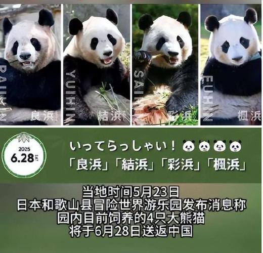 2025年新澳今晚资料大全和日本希望再租借熊猫与日本希望再租借熊猫了吗