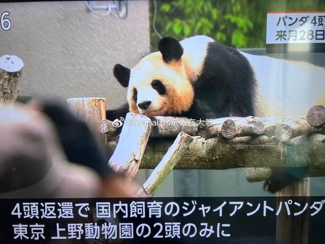 2025澳门天天开好彩大全回顾和4只旅日大熊猫回国与4只旅日大熊猫回国了吗