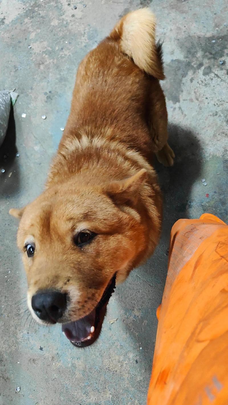 74549.cσm查询开奖记录和解除禁养中华田园犬与解除禁养中华田园犬的原因