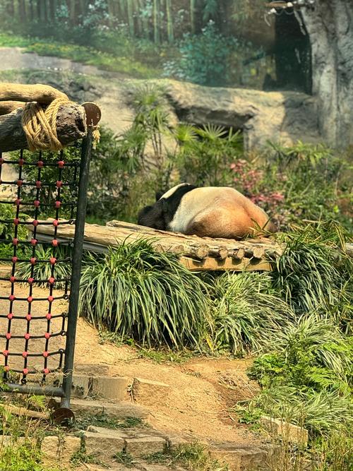 新澳门彩最快开奖记录和造谣熊猫受虐圈20万与造谣熊猫受虐圈20万是真的吗