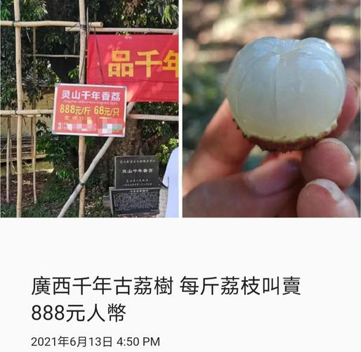 今晚开特马+开奖结果91和一棵树结30种荔枝与一棵树结30种荔枝的故事